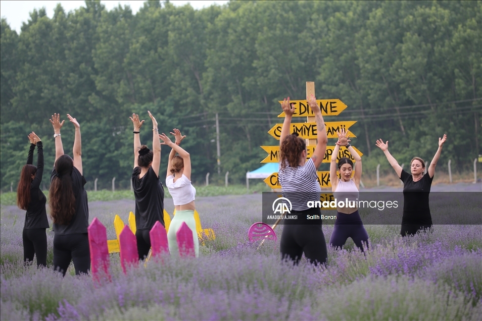 Lavantalar arasında yoga yaparak güne başladılar