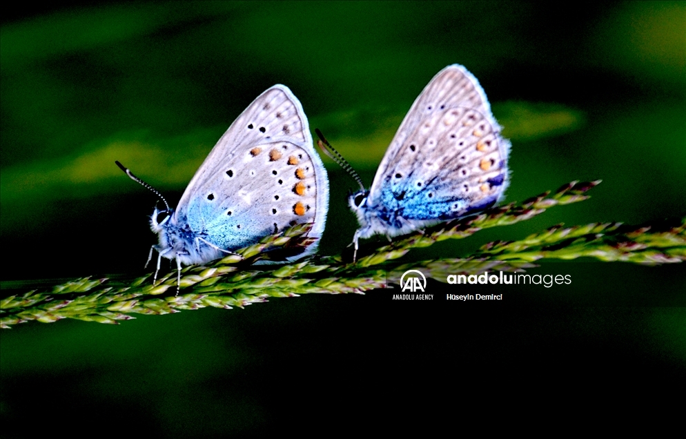 Butterflies in Turkey's Kars