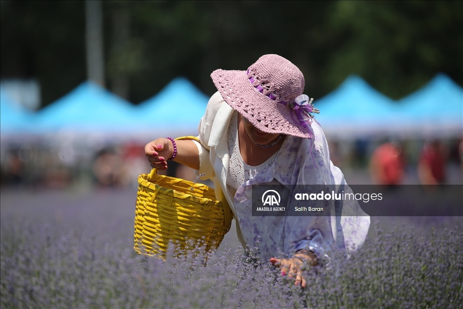4th Edirne Lavender Field Days in Edirne