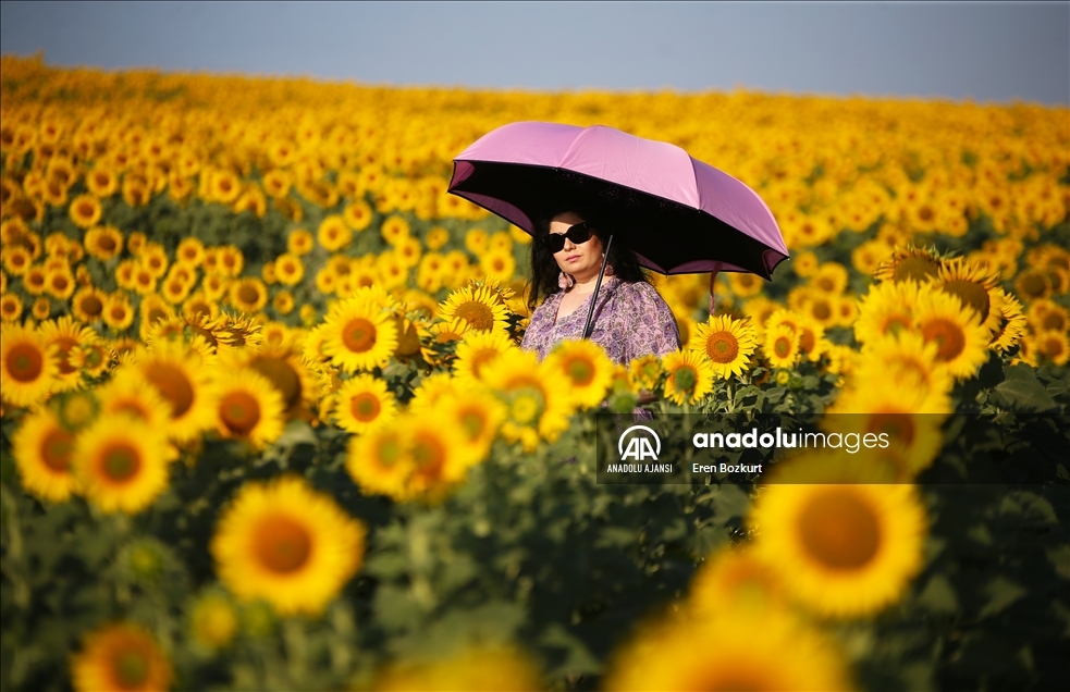 Çukurova'da tarlaları sarıya boyayan ayçiçeği doğal fotoğraf stüdyosu haline geldi