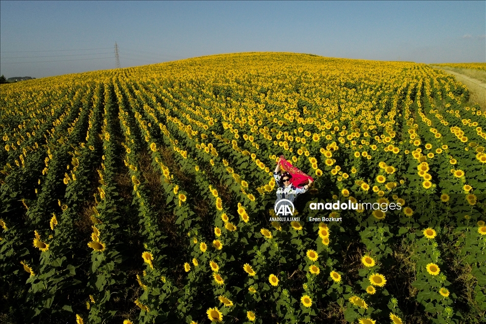 Çukurova'da sarıya boyanan ayçiçeği tarlaları doğal fotoğraf stüdyosu haline geldi