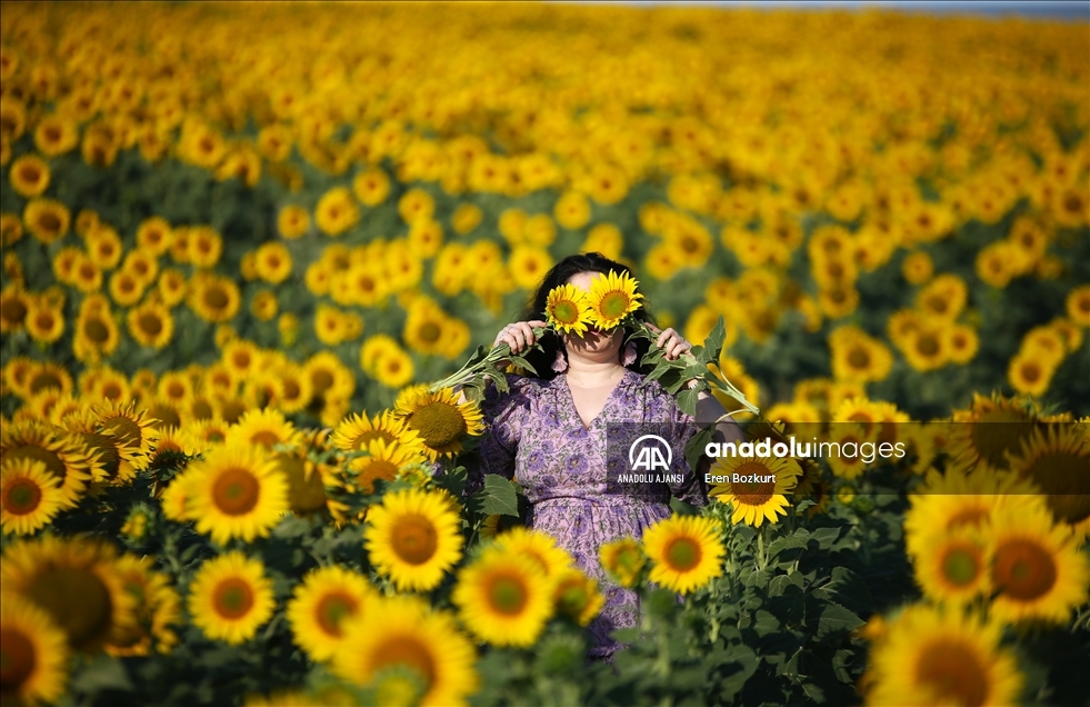 Çukurova'da tarlaları sarıya boyayan ayçiçeği doğal fotoğraf stüdyosu haline geldi