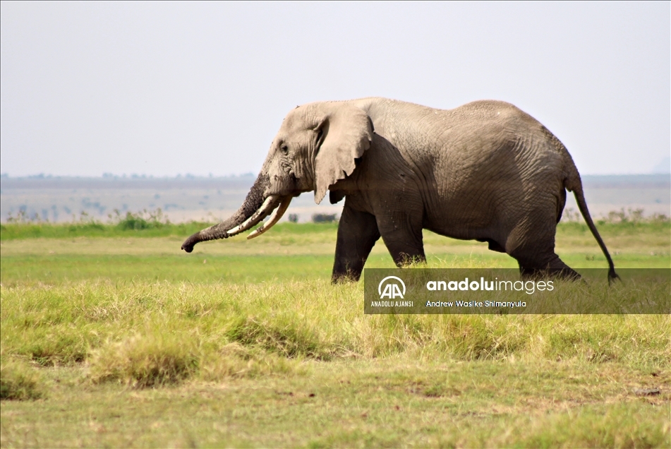Kenya'da nesli tükenme tehlikesinde olan fillere isim verilecek