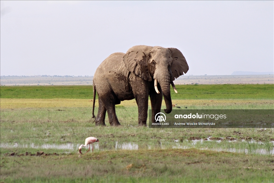 Kenya'da nesli tükenme tehlikesinde olan fillere isim verilecek