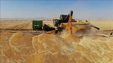 دروێنهی گهنم له ماردین دهستی پێكرد