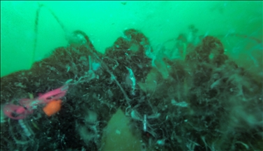 Anadolu Agency monitors mucilage formation at bottom of Sea of Marmara