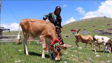 Doğu Karadeniz yaylaları, asırlardır süren göç geleneğiyle şenleniyor