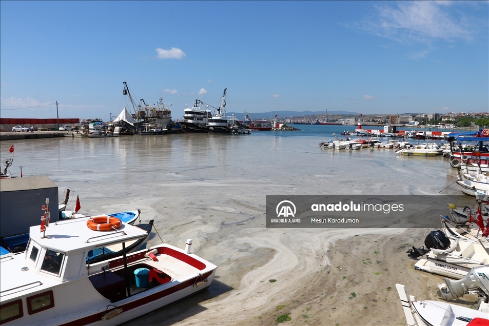 Tekirdağ'da lodos nedeniyle kıyılara müsilaj geri geldi