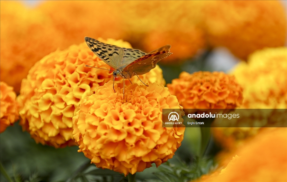 Butterflies in Ankara