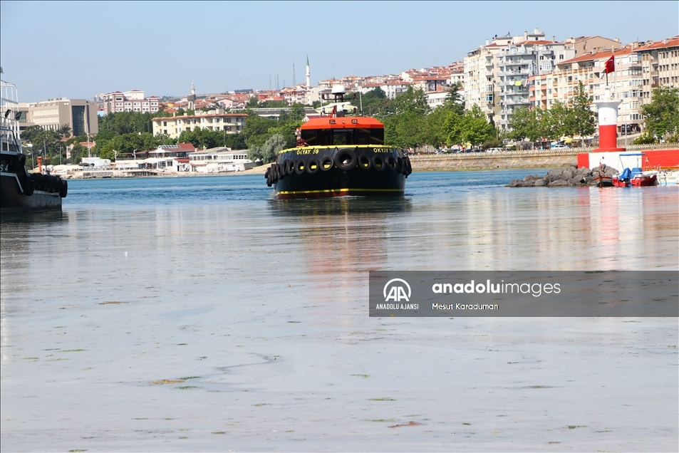 Tekirdağ'da lodos nedeniyle kıyılara müsilaj geri geldi