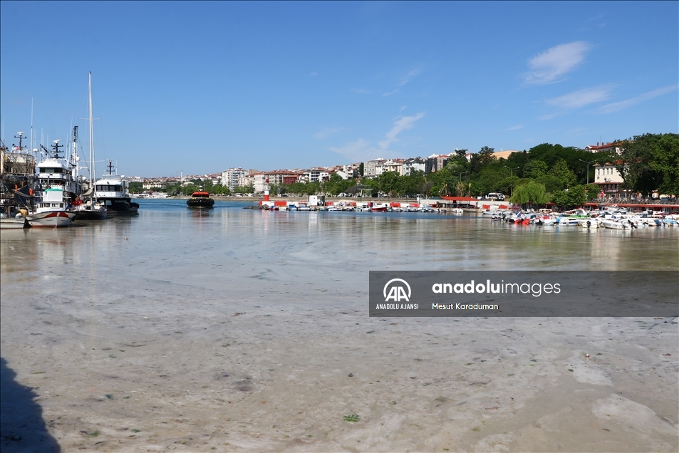 Tekirdağ'da lodos nedeniyle kıyılara müsilaj geri geldi