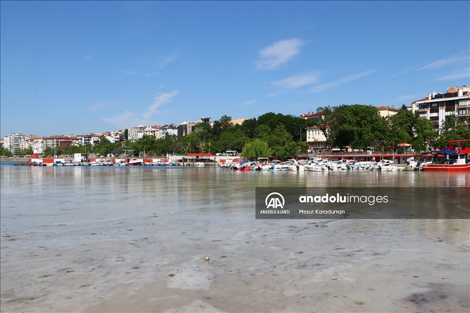 Tekirdağ'da lodos nedeniyle kıyılara müsilaj geri geldi