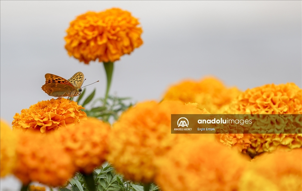 Butterflies in Ankara
