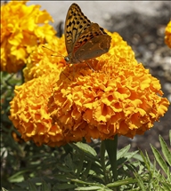 Butterflies in Ankara