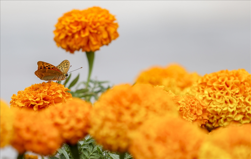 Ankara'da kelebeklerin görsel şöleni