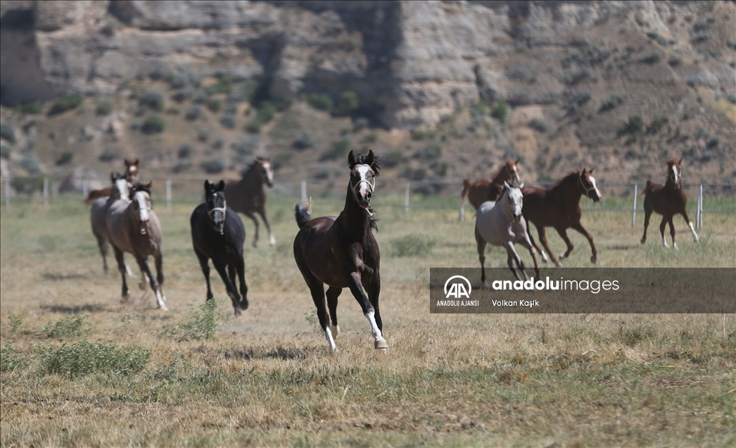 Şampiyon adayı safkan Arap atları Sultansuyu'nda yetiştiriliyor