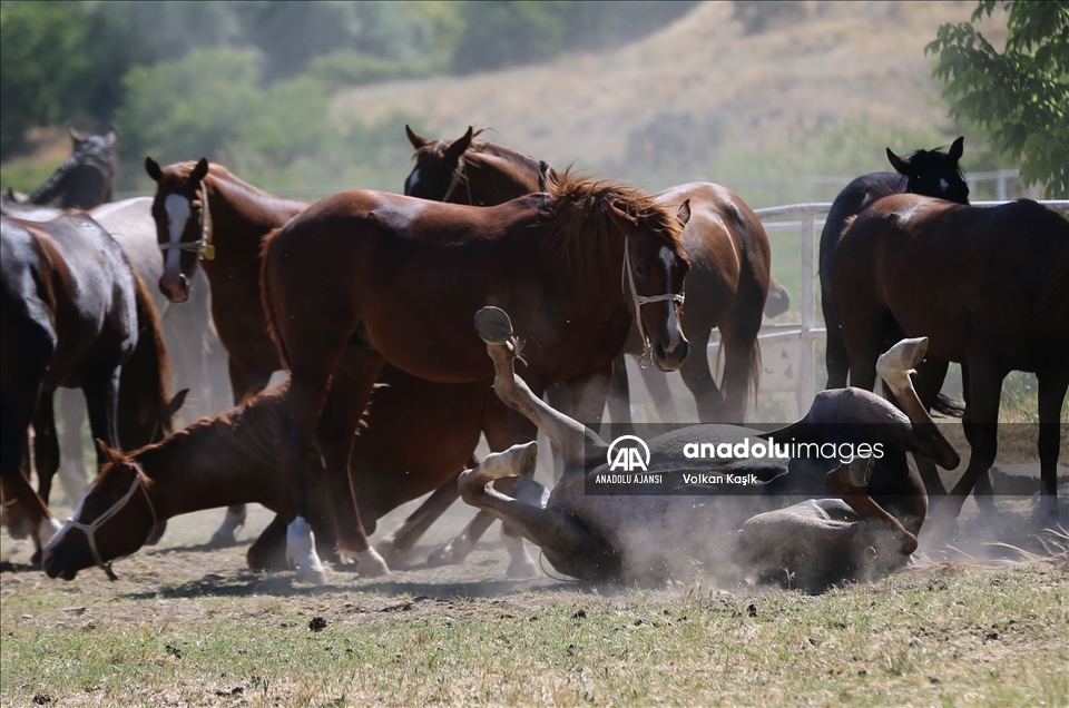 Şampiyon adayı safkan Arap atları Sultansuyu'nda yetiştiriliyor