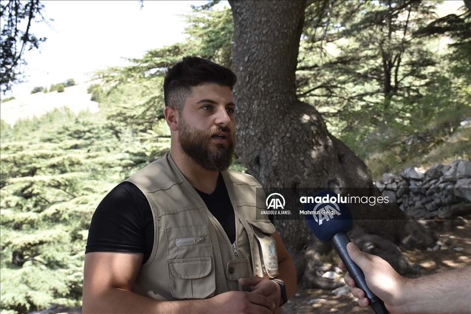 Lübnan'ın en önemli milli sembolü "sedir" ağacından oluşan ormanlar iklim değişikliğinin tehdidi altında