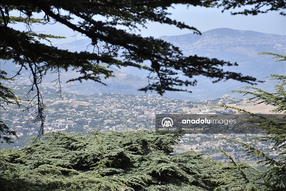 التغير المناخي والحشرات يهددان "أرز لبنان"