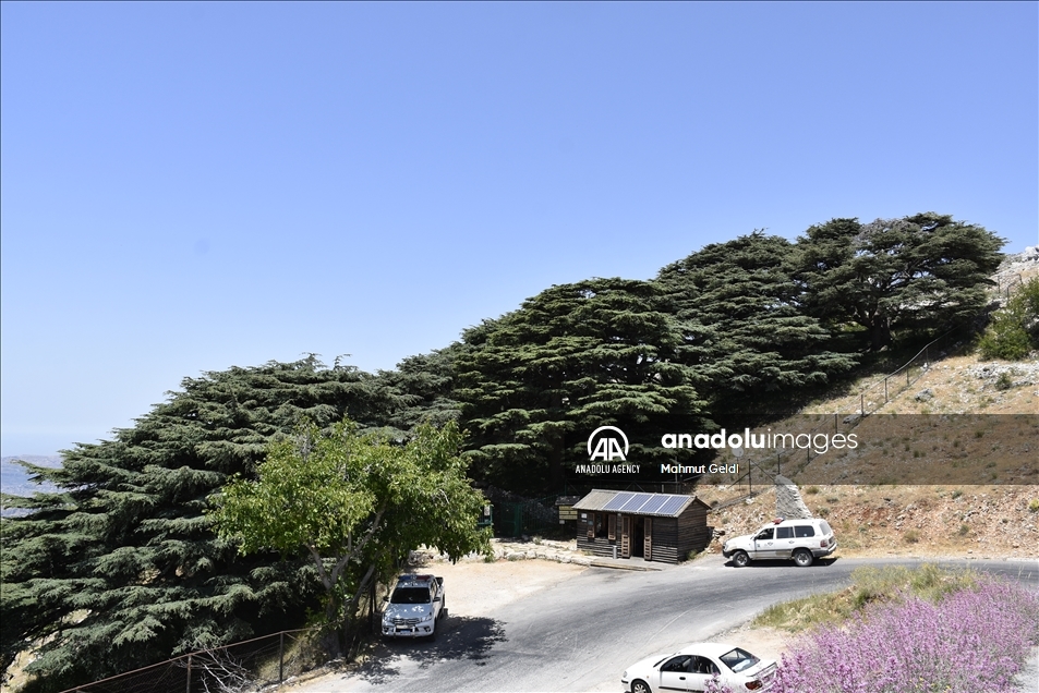 التغير المناخي والحشرات يهددان "أرز لبنان"