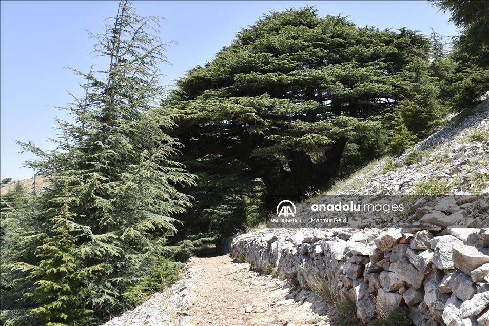 التغير المناخي والحشرات يهددان "أرز لبنان"