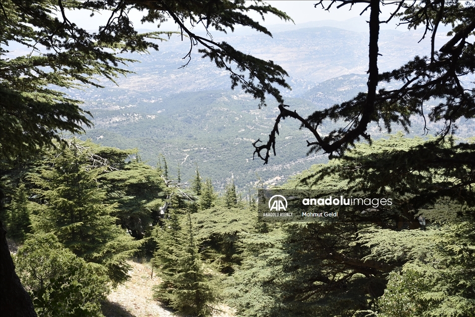 التغير المناخي والحشرات يهددان "أرز لبنان"