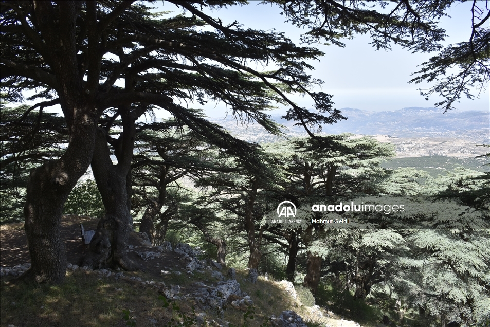 التغير المناخي والحشرات يهددان "أرز لبنان"