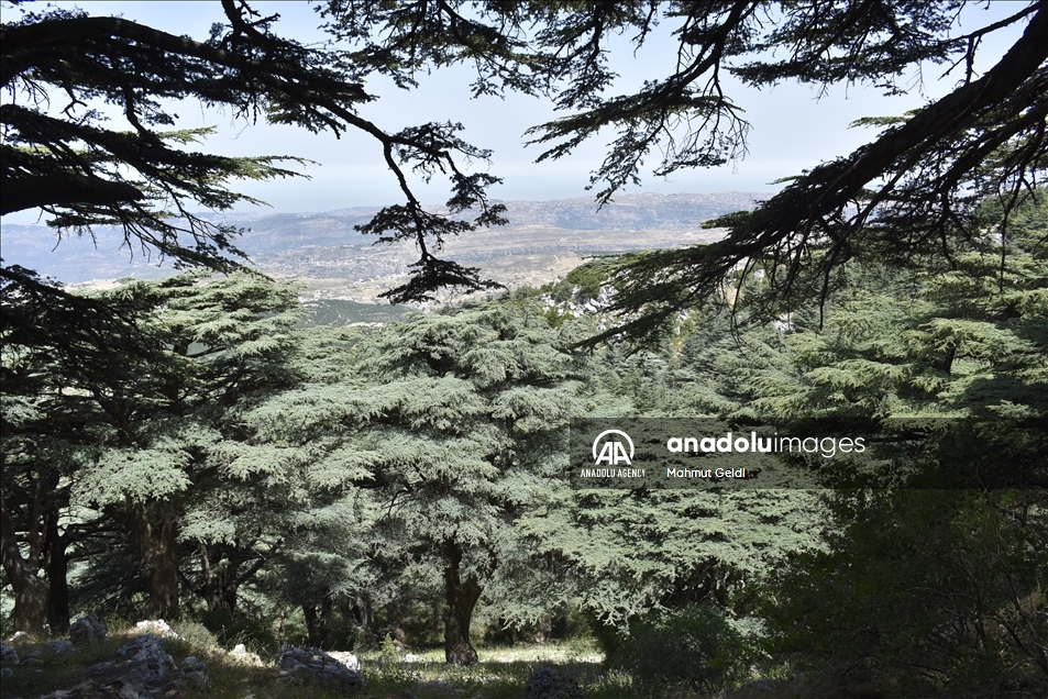التغير المناخي والحشرات يهددان "أرز لبنان"
