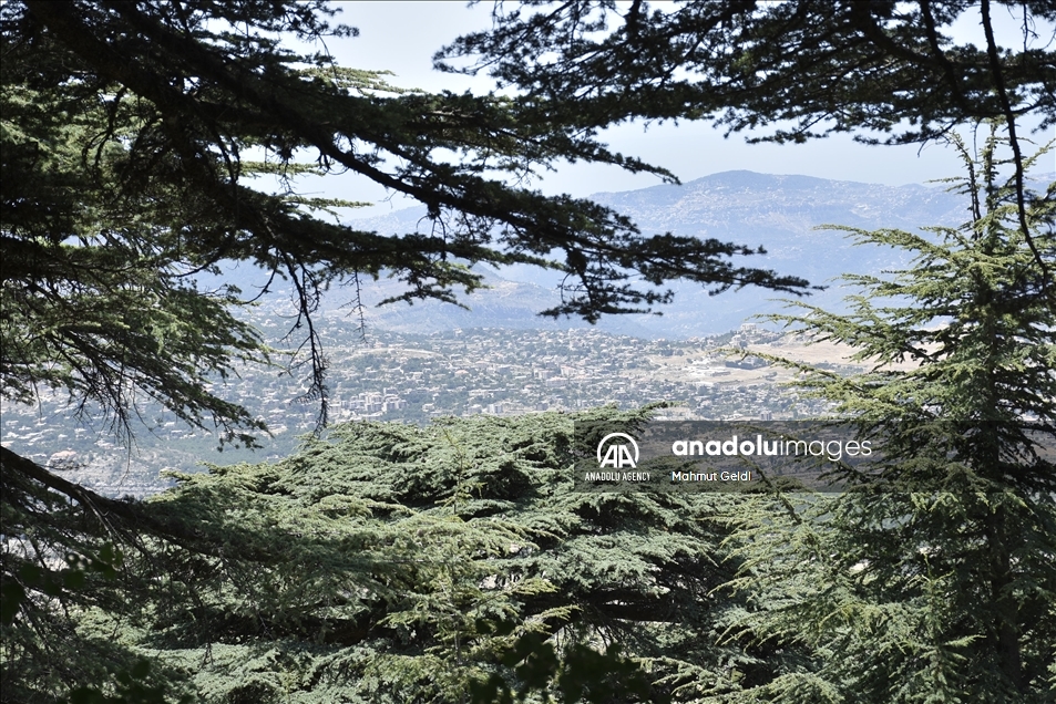 التغير المناخي والحشرات يهددان "أرز لبنان"