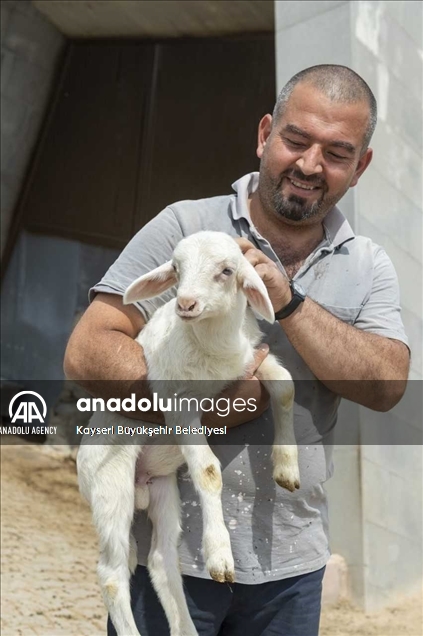 تركيا.. ضيوف صغار يبصرون النور في حديقة الحيوانات بقيصري