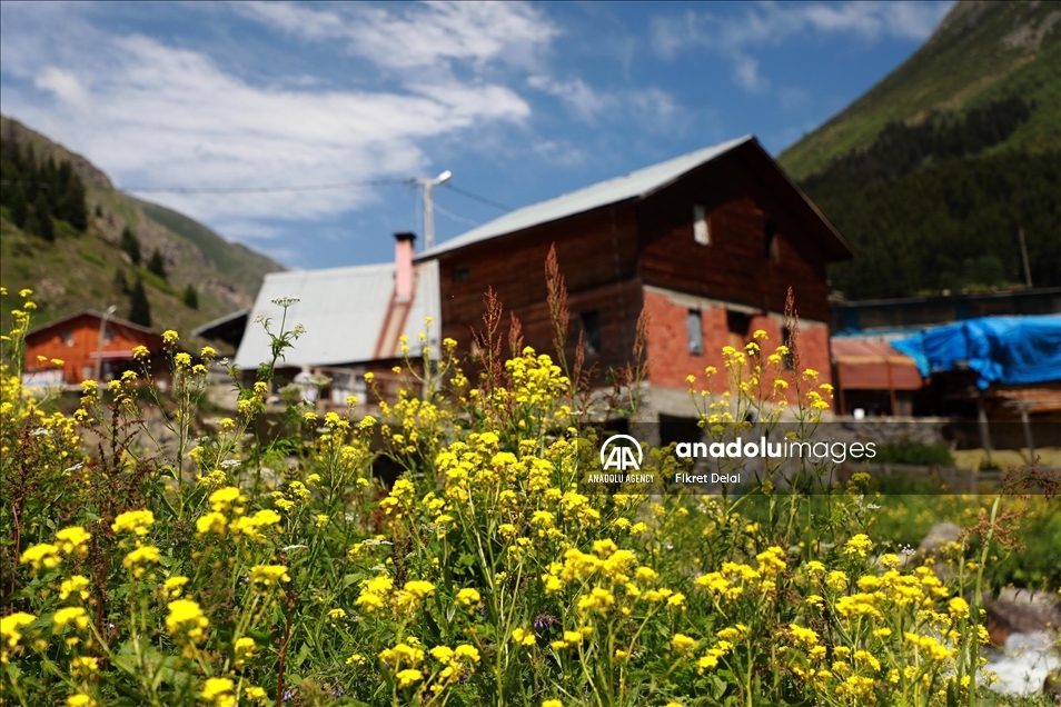 هضبة "ألفيت" التركية.. وجهة العرائس لالتقاط الصور التذكارية