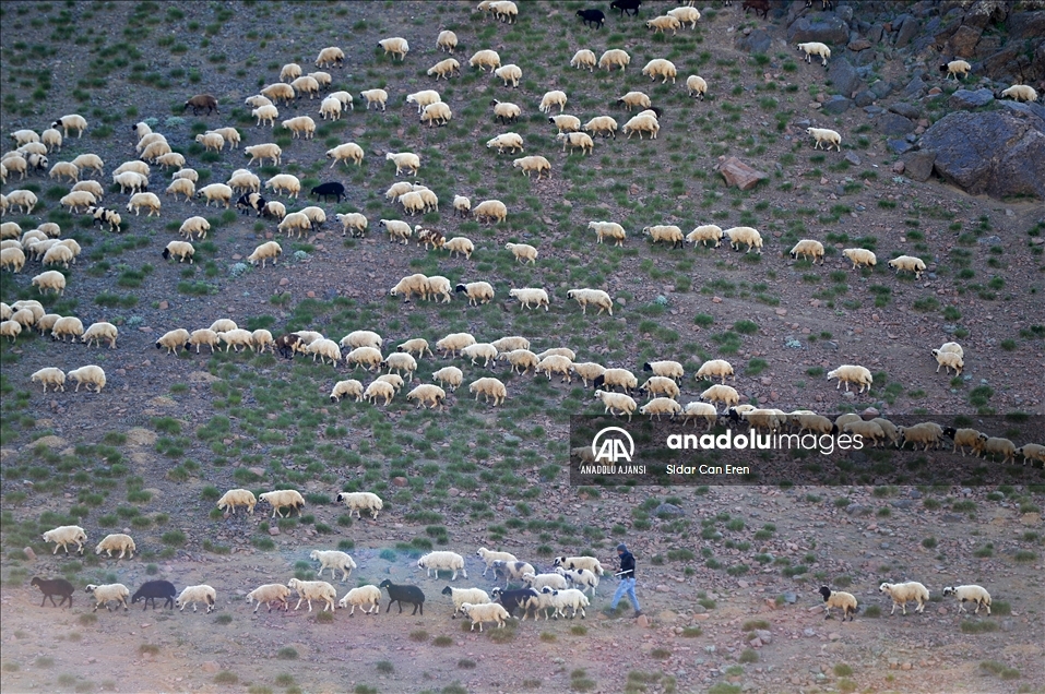 Tunceli'deki 3 bin 500 rakımlı "Elmalı Yaylası" doğal güzellikleriyle göz kamaştırıyor