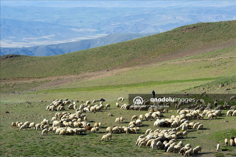 Tunceli'deki 3 bin 500 rakımlı "Elmalı Yaylası" doğal güzellikleriyle göz kamaştırıyor