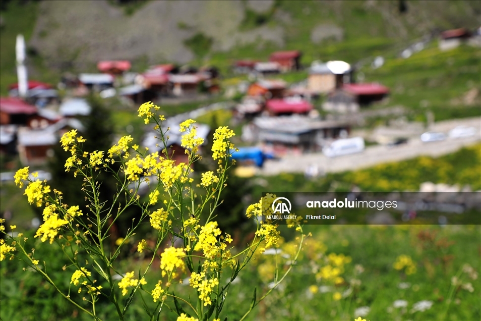 هضبة "ألفيت" التركية.. وجهة العرائس لالتقاط الصور التذكارية