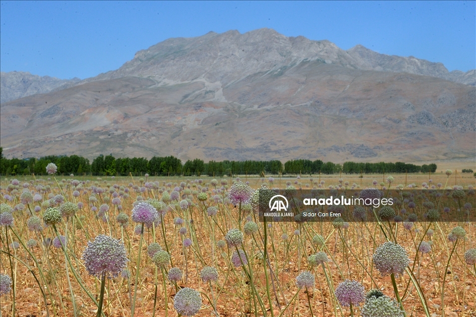 Tunceli'de 2 bin rakımda yetişen "dağ sarımsağı" kadınların iş kapısı oldu