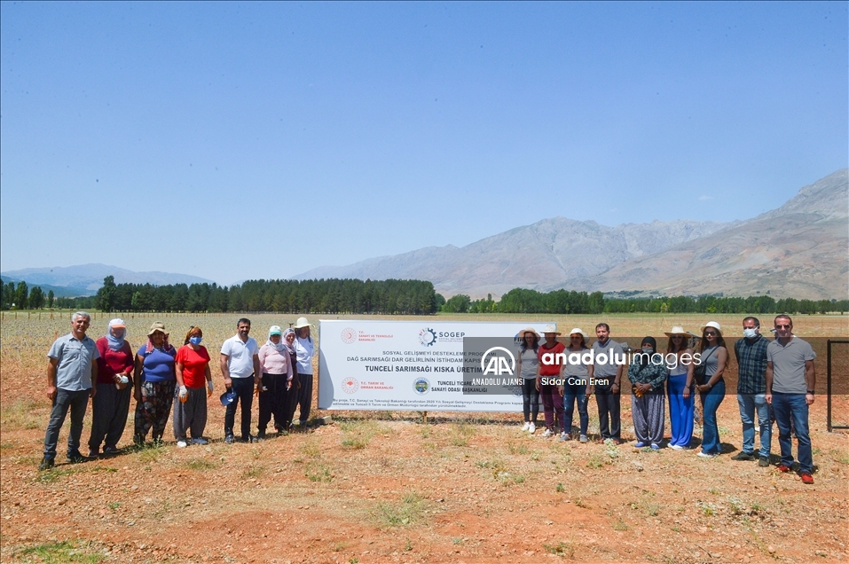 Tunceli'de 2 bin rakımda yetişen "dağ sarımsağı" kadınların iş kapısı oldu