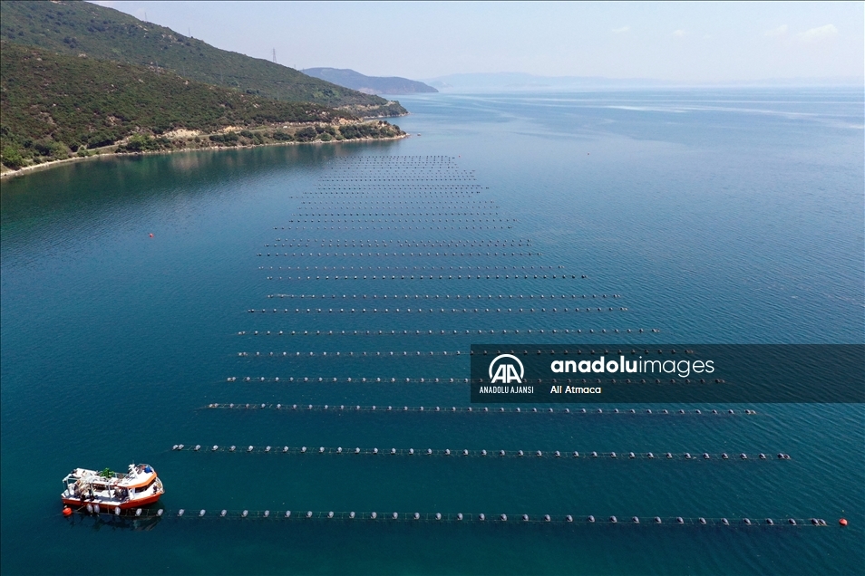 Midye üretiminde gıda güvenliği haftalık analizlerle sağlanıyor