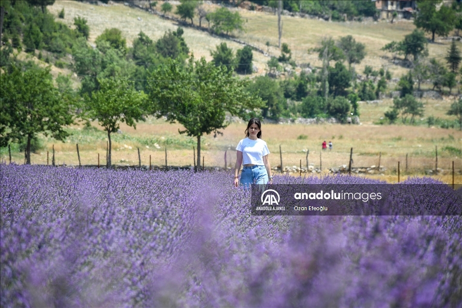 Adana'nın görsel şölen sunan lavanta bahçeleri fotoğraf tutkunlarını ağırlıyor