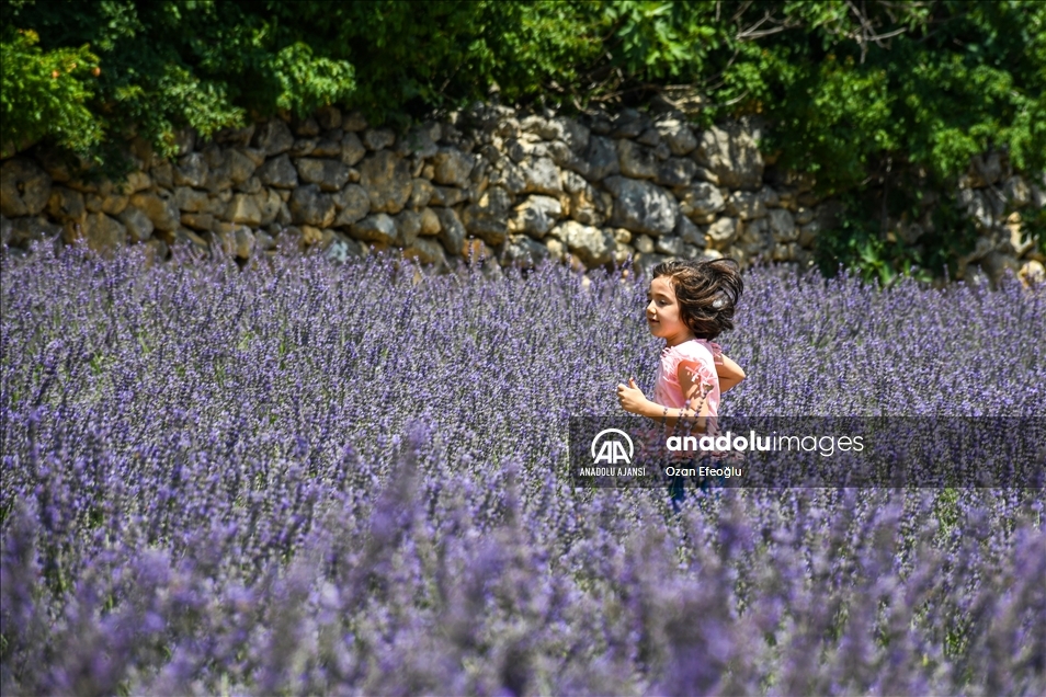 Adana'nın görsel şölen sunan lavanta bahçeleri fotoğraf tutkunlarını ağırlıyor