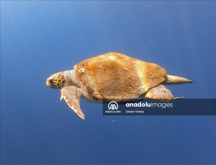 Göcek koyları serbest dalış tutkunlarını ağırlıyor