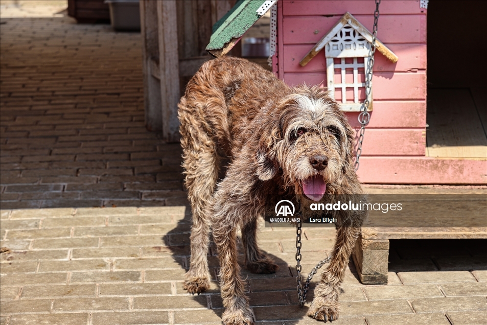 Hayvan barınaklarındaki cins köpek sayısı her geçen gün artıyor
