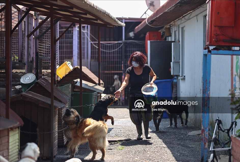 Hayvan barınaklarındaki cins köpek sayısı her geçen gün artıyor