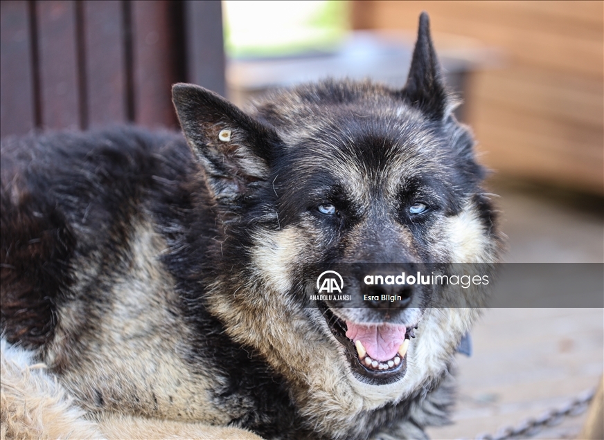 Hayvan barınaklarındaki cins köpek sayısı her geçen gün artıyor