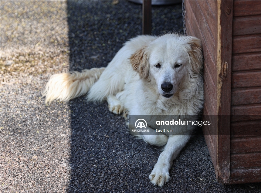 Hayvan barınaklarındaki cins köpek sayısı her geçen gün artıyor