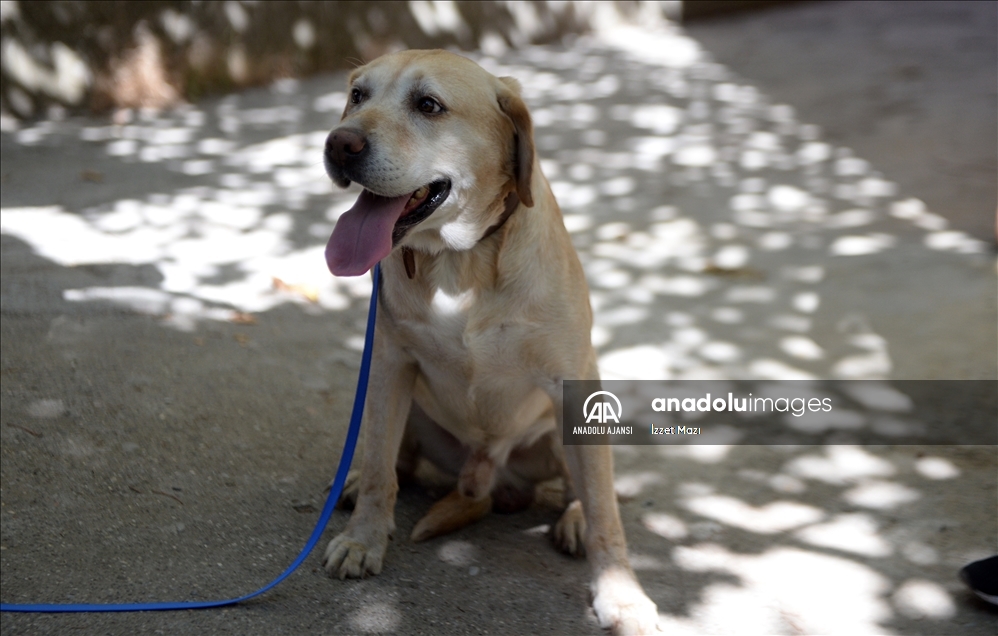 Oğullarını şehit verdikleri saldırıda gazi olan görev köpeği Atmaca'yı sahiplendiler