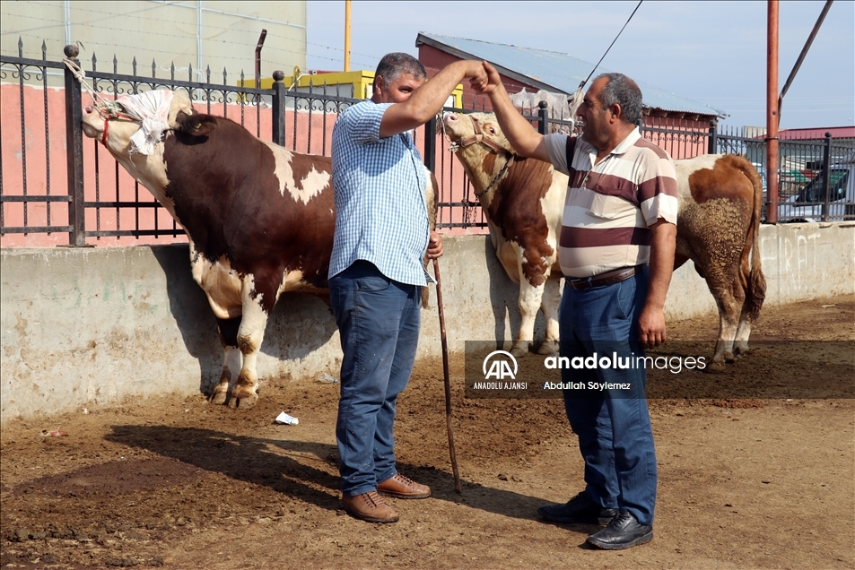 Erzurum, Erzincan, Ağrı ve Kars'ta canlı hayvan pazarında hareketlilik arttı
