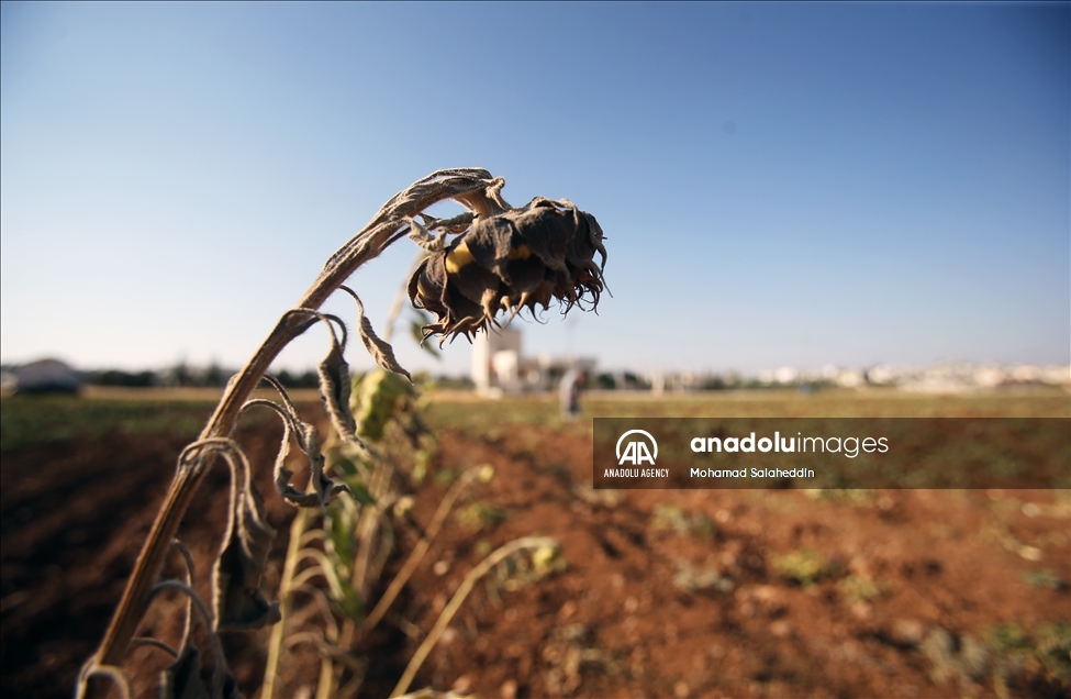 ارتفاع الحرارة في الاردن يقصر عمر المزروعات الصيفية 