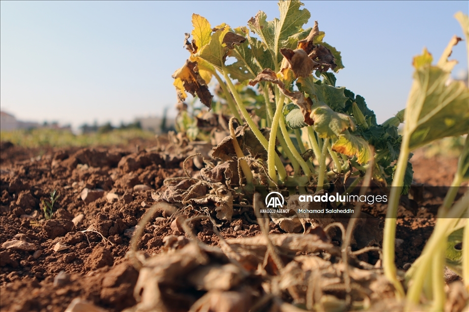 ارتفاع الحرارة في الاردن يقصر عمر المزروعات الصيفية 