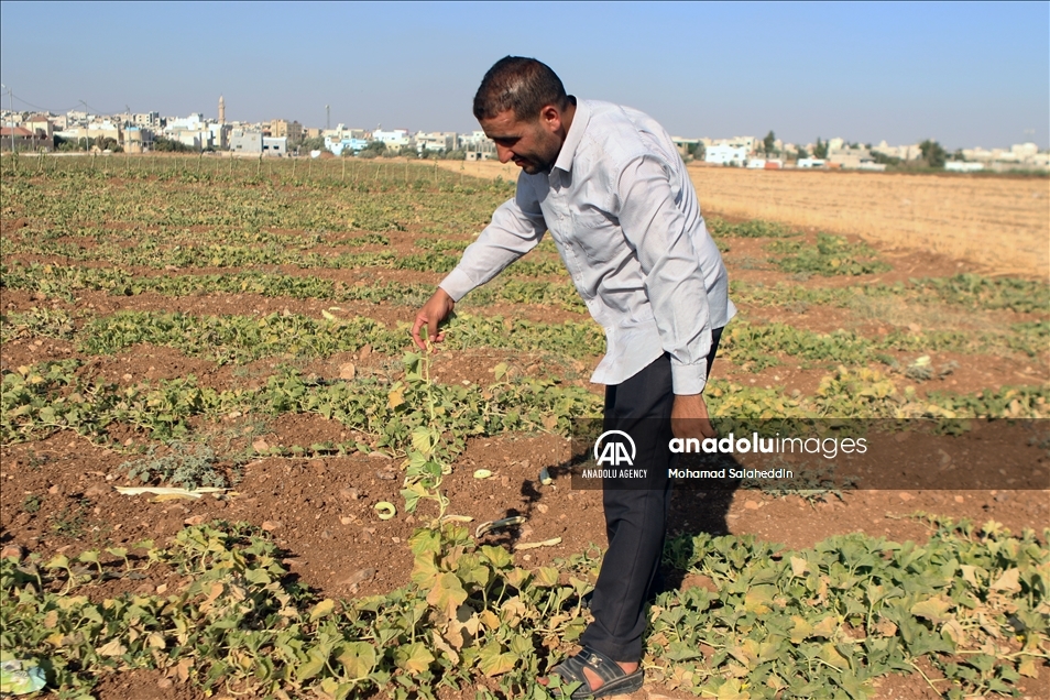 ارتفاع الحرارة في الاردن يقصر عمر المزروعات الصيفية 