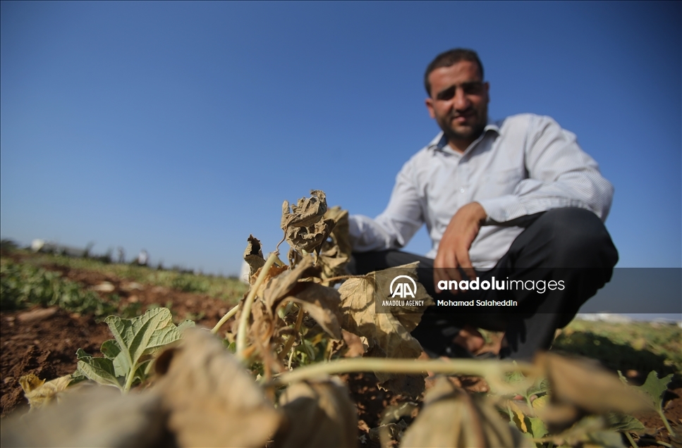 ارتفاع الحرارة في الاردن يقصر عمر المزروعات الصيفية 